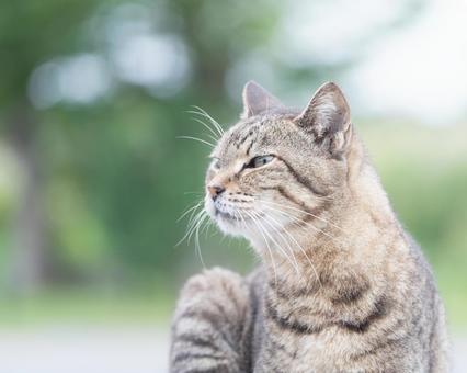 たそがれたネコ たそがれたネコの写真