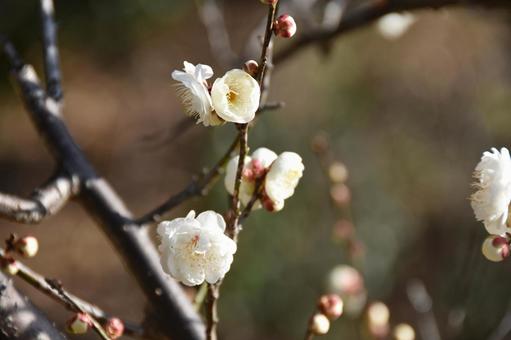 Plum (Tamabotan), JPG Plum (Tamabotan), JPG
