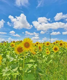 向日葵と空 ヒマワリ,自然,晴れの写真素材