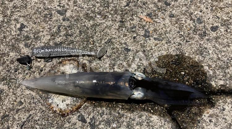 有明海で釣り上げたイカ イカ,烏賊,いかの写真素材