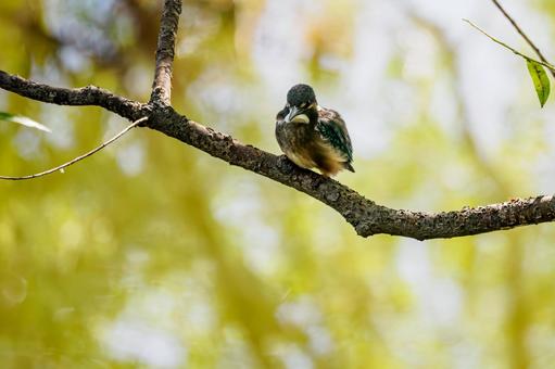 カワセミの若鳥⒂ カワセミの若鳥⒂ 鳥,カワセミ,若鳥の写真素材