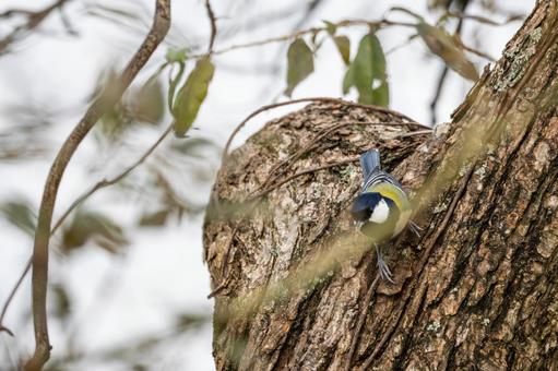 シジュウカラ(67)の写真