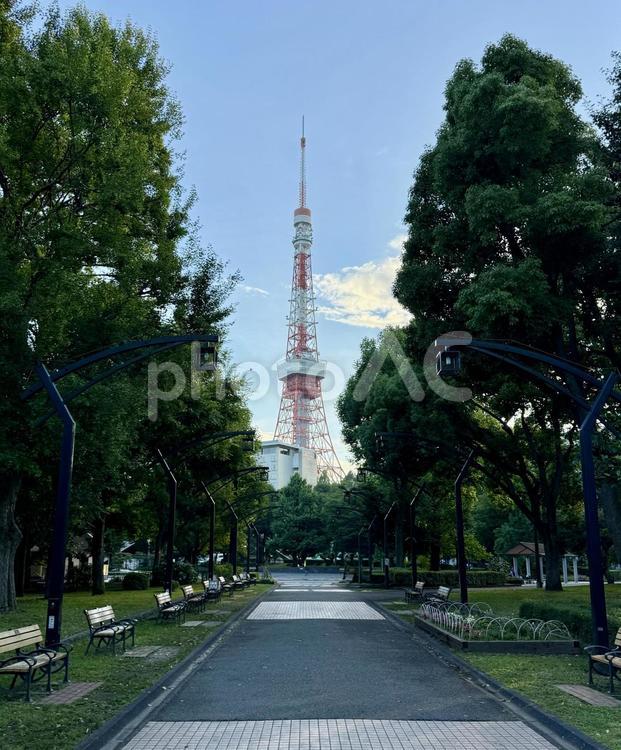 夕方　芝公園から見た東京タワー 鉄筋,空,晴天の写真素材