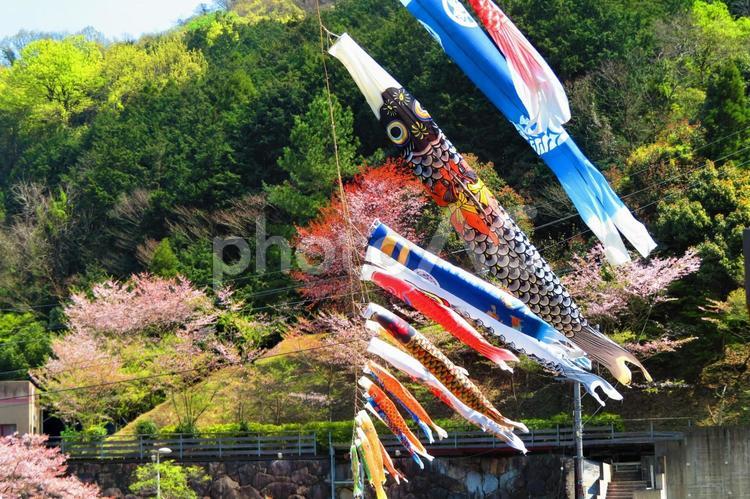 ４月上旬の門入の郷の桜の花と鯉のぼり 背景,桜,花の写真素材