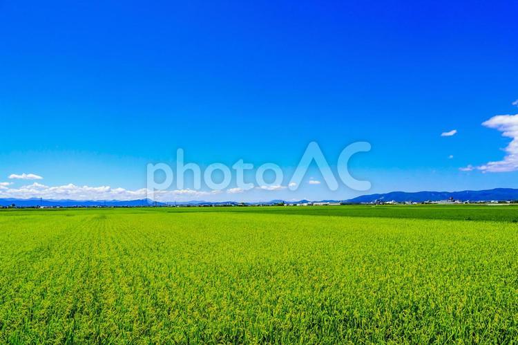 日本の田園風景と青空 田園,田園風景,田舎の写真素材