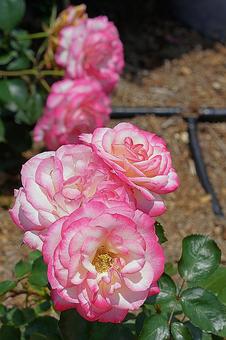 荒牧バラ園659　ニコールの写真