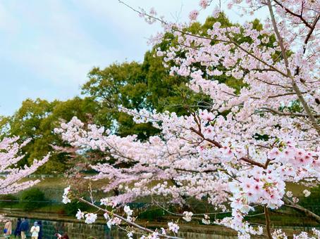 桜の花びらが彩る春の散歩道 桜の花びらが彩る春の散歩道 桜,花見,春の写真素材