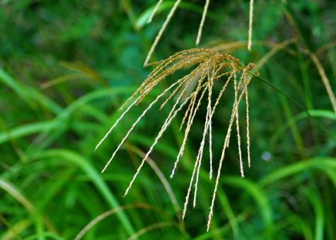 出始めのススキの穂 出始めのススキの穂の写真
