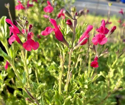 チェリーセージ 花,植物,自然の写真素材