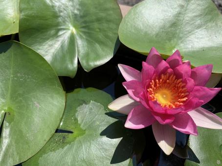 lotus, JPG