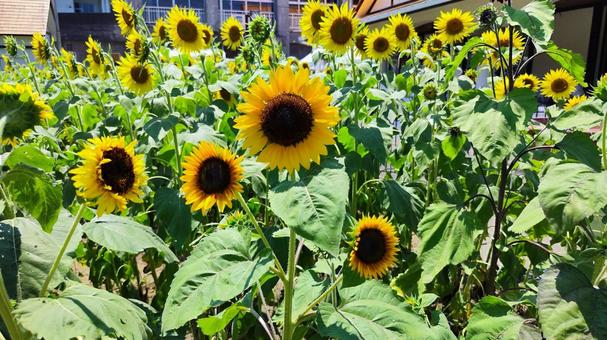 夏を抱きしめる花畑 夏を抱きしめる花畑の写真