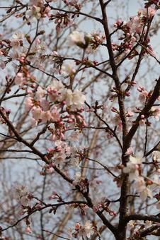Sakura, JPG Sakura, JPG