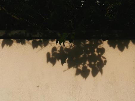 植物の影 植物の影の写真