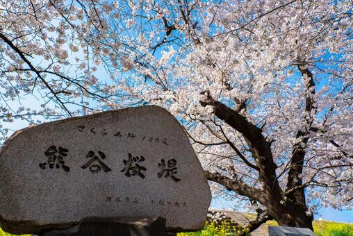 青空と桜、熊谷桜堤の春 桜,サクラ,花の写真素材