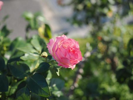 バラ園のピンクの薔薇を撮りました バラ園のピンクの薔薇を撮りましたの写真