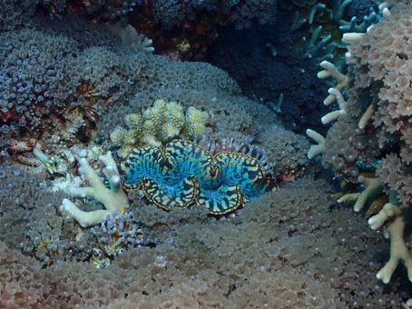 沖縄のシャコガイ シャコガイ,沖縄ダイビング,ダイビングの写真素材