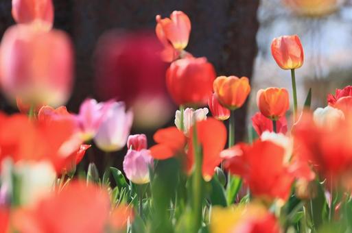 Beautiful tulips, JPG Beautiful tulips, JPG