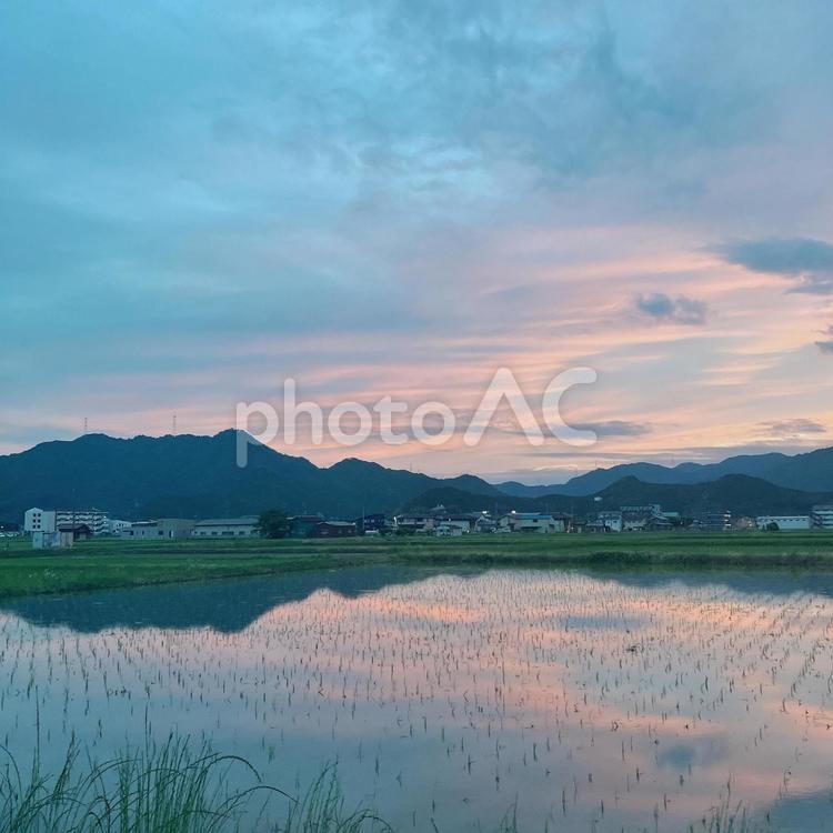 夕焼け空と田んぼの水面に映る空 夕方,空,水面の写真素材