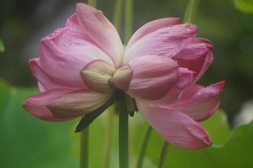 Double-headed lotus, JPG Double-headed lotus, JPG