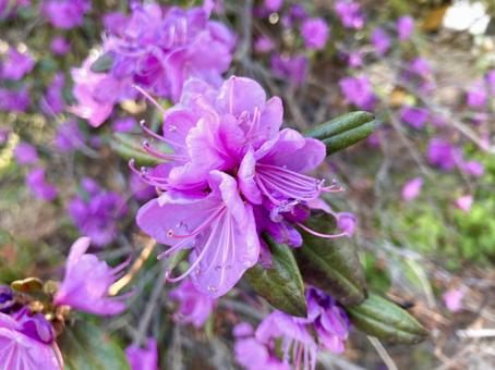 庭に咲いたツツジの花 庭に咲いたツツジの花の写真