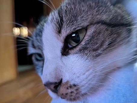 静かに見つめる瞳 瞳,目線,毛並みの写真素材