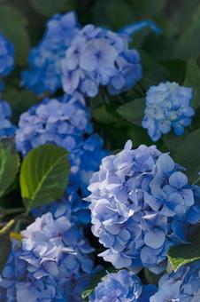 紫陽花_3の写真