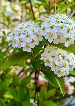 白い花 白い花の写真