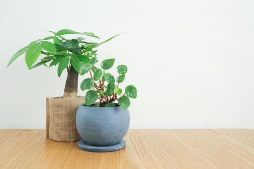 観葉植物 観葉植物の写真