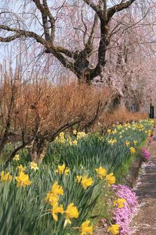 桜と水仙と桜 桜と水仙と桜 桜,水仙,芝桜の写真素材