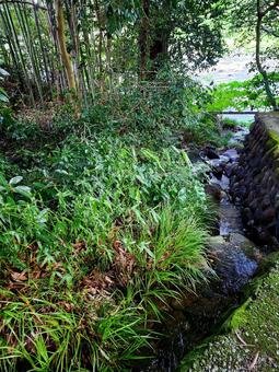 緑茂る小川 緑茂る小川 自然,景色,樹木の写真素材