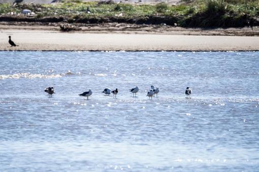 ミヤコドリとウミネコの若鳥 ミヤコドリとウミネコの若鳥の写真