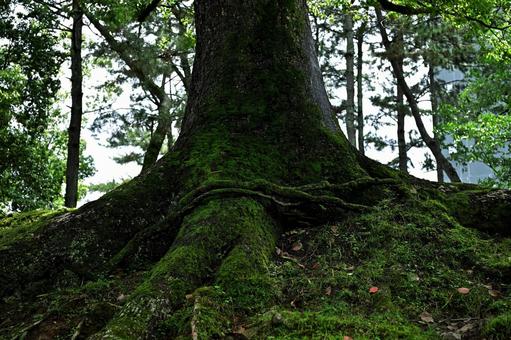 深い森の中もののけが宿る年老いた樹木 樹木,森,深緑の写真素材