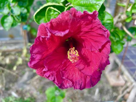 ハイビスカス ハイビスカス,沖縄,花の写真素材