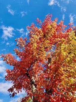 紅葉と青空 紅葉,秋,晩秋の写真素材