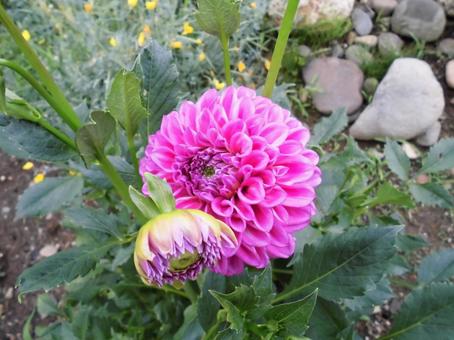 ピンクのダリア ピンクのダリア ダリア,花,ピンクのダリアの写真素材