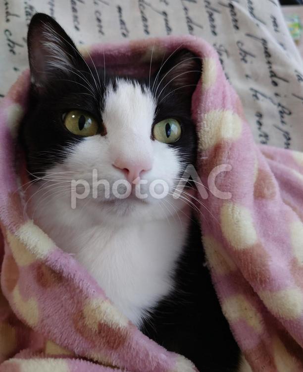 今起きたよ! ねこ,ほ乳類,ネコの写真素材
