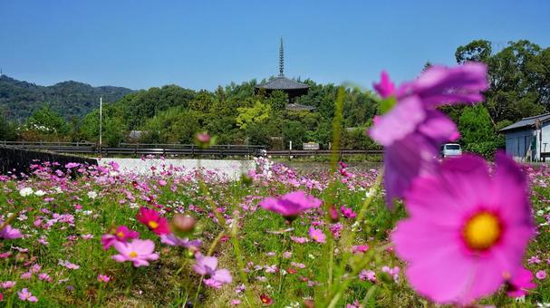 秋の法起寺さんぽ 秋の法起寺さんぽ コスモス,花,植物の写真素材