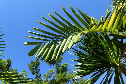 青空と南国のヤシの葉 ヤシ,ヤシの葉,葉の写真素材