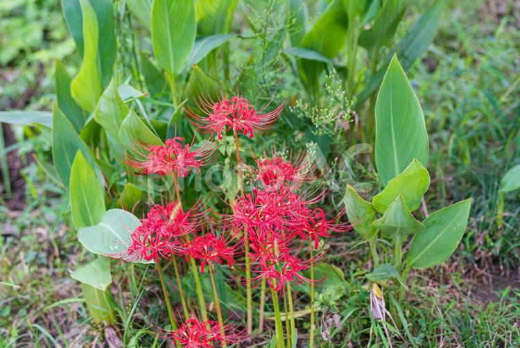 カンナの根元で咲く美しい彼岸花 彼岸花,草花,花の写真素材