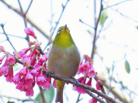 メジロと寒緋桜 メジロと寒緋桜 メジロ,寒緋桜,可愛いの写真素材
