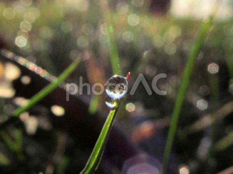 水滴と緑の葉と朝日（Water drops） 水滴,雫,すいてきの写真素材