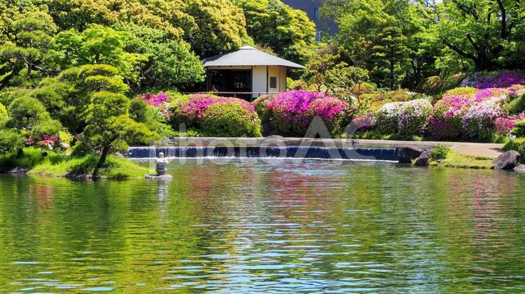 行船公園・ツツジと新緑の日本庭園・東京都 春,ツツジ,花の写真素材