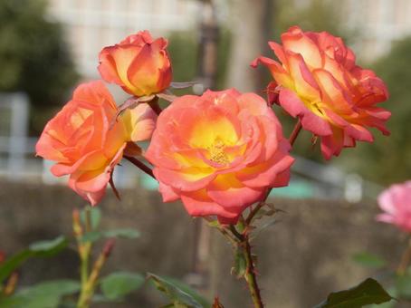 【薔薇の写真】バラの花 バラ,薔薇,植物の写真素材