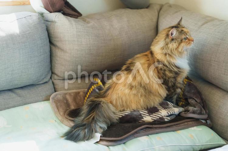 ソファと猫 猫,メインクーン,ソファの写真素材