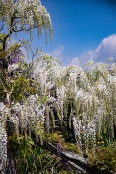 藤の花 藤の花 藤,藤の花,藤棚の写真素材