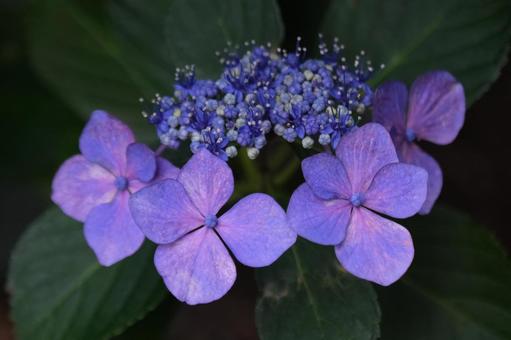 紫陽花 紫陽花の写真
