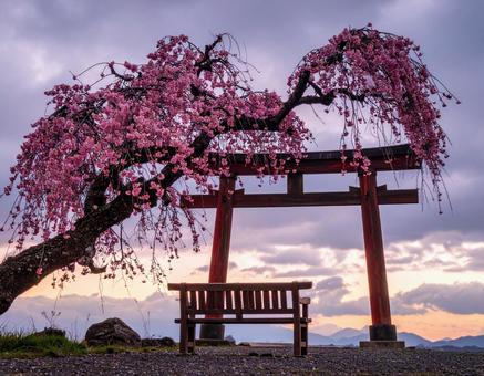 桜と鳥居 桜と鳥居の写真