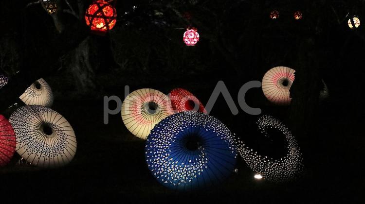 岩本山公園　早春梅園の和傘アート 夜景,春,梅園の写真素材