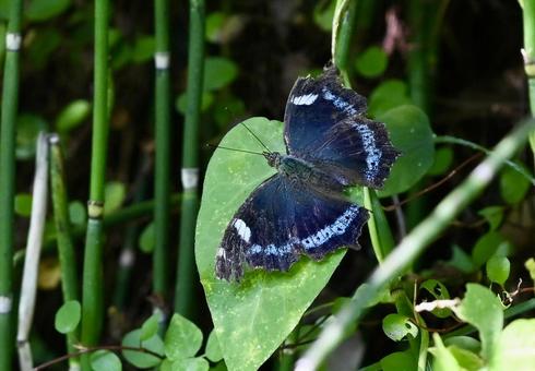 青いチョウのルリタテハ 青いチョウのルリタテハ ちょうちょ,蝶,昆虫の写真素材