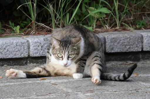 見てたの？　公園ネコ ねこ,キジトラ,イケメンの写真素材